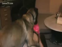 Slut wishes her dog to fuck her
